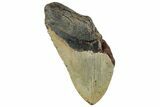 Partial, Fossil Megalodon Tooth - North Carolina #294699-1